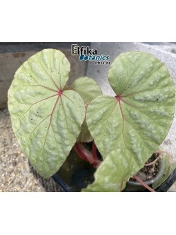 Begonia sp. Konmei U681