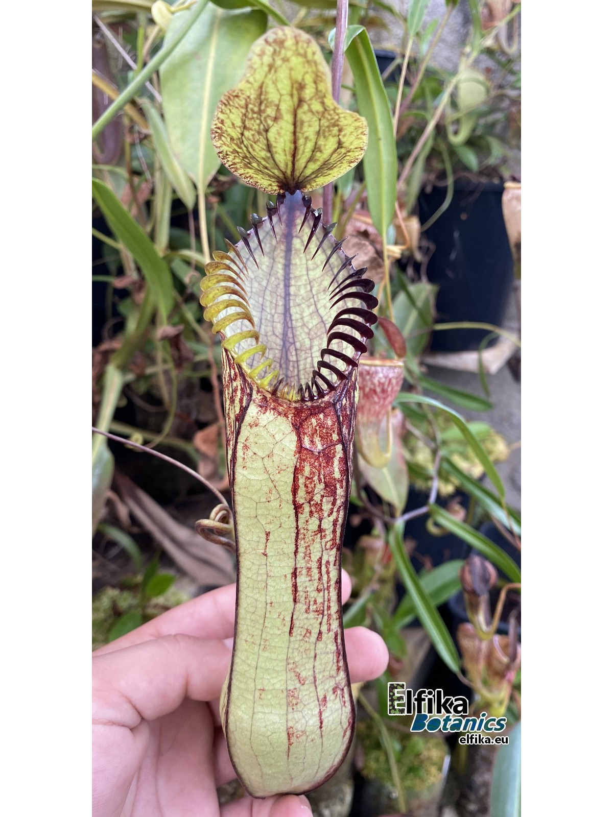 Nepenthes hamata Lumut (male)