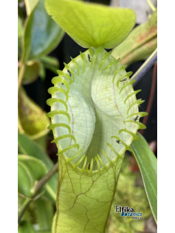 Nepenthes hamata Lumut (male)