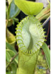 Nepenthes hamata Lumut (male)