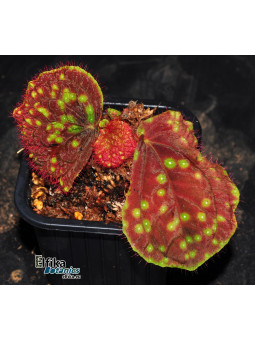 Sonerila sp. Batik Kalimantan