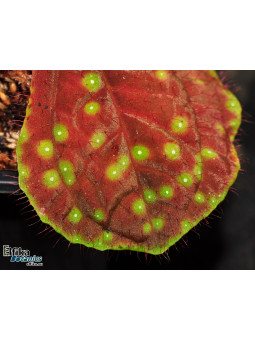 Sonerila sp. Batik Kalimantan