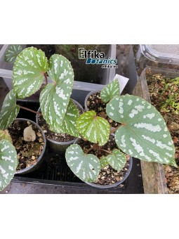 Begonia sp. Konmei U681