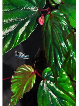 Begonia kapuashuluensis (c. 4)