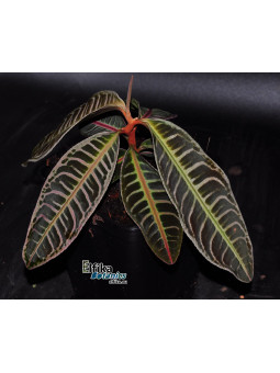 Emblemantha urnulata Pastel Pink