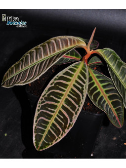 Emblemantha urnulata Pastel Pink