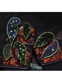 Begonia darthvaderiana x sp. Umbrella (gxEB23)