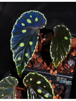 Begonia darthvaderiana x sp. Umbrella (gxEB23)