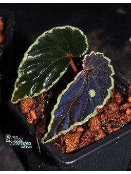 Begonia darthvaderiana x sp. Umbrella (gxEB23)