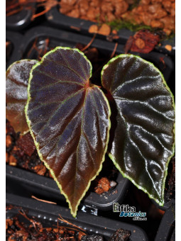 Begonia (dracopelta x darthvaderiana) x darthvaderiana (gxEB23)
