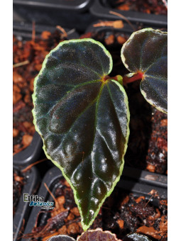 Begonia (dracopelta x darthvaderiana) x darthvaderiana (gxEB23)