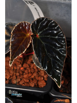 Begonia (dracopelta x darthvaderiana) x darthvaderiana (gxEB23)