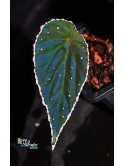 Begonia dinhdui x nothobaramensis (gxEB23)