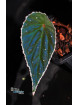 Begonia dinhdui x nothobaramensis