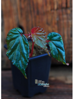 Begonia kapuashuluensis (c. 4)