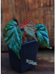 Begonia kapuashuluensis (c. 4)