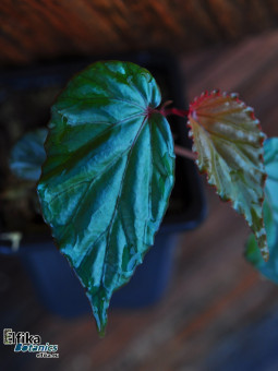 Begonia kapuashuluensis (c. 4)