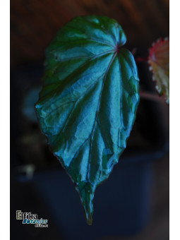 Begonia kapuashuluensis (c. 4)