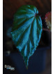 Begonia kapuashuluensis (c. 4)