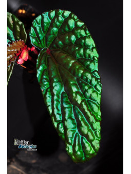 Begonia daunhitam (c. 3)