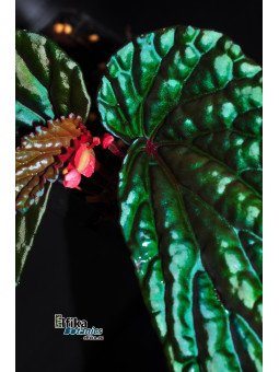 Begonia daunhitam (c. 3)