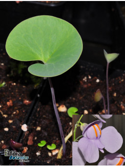 Utricularia cornigera