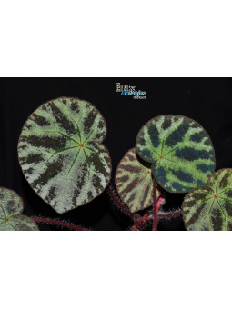 Begonia sp. arachnoidea White