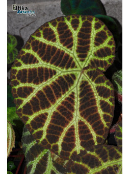 Begonia sp. arachno-like Vietnam