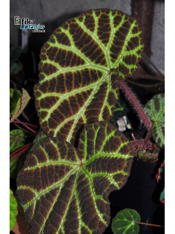 Begonia sp. arachno-like Vietnam