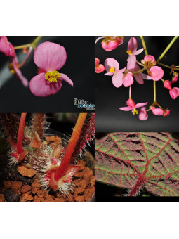 Begonia sp. arachno-like Vietnam (EBc1)