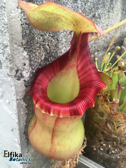 Nepenthes ventricosa x ephippiata (fem.)