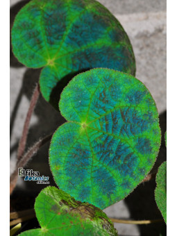 Begonia semiparietalis