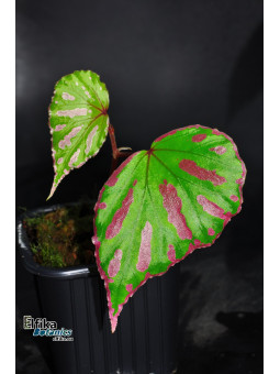 Begonia cf. roseopunctata Senai