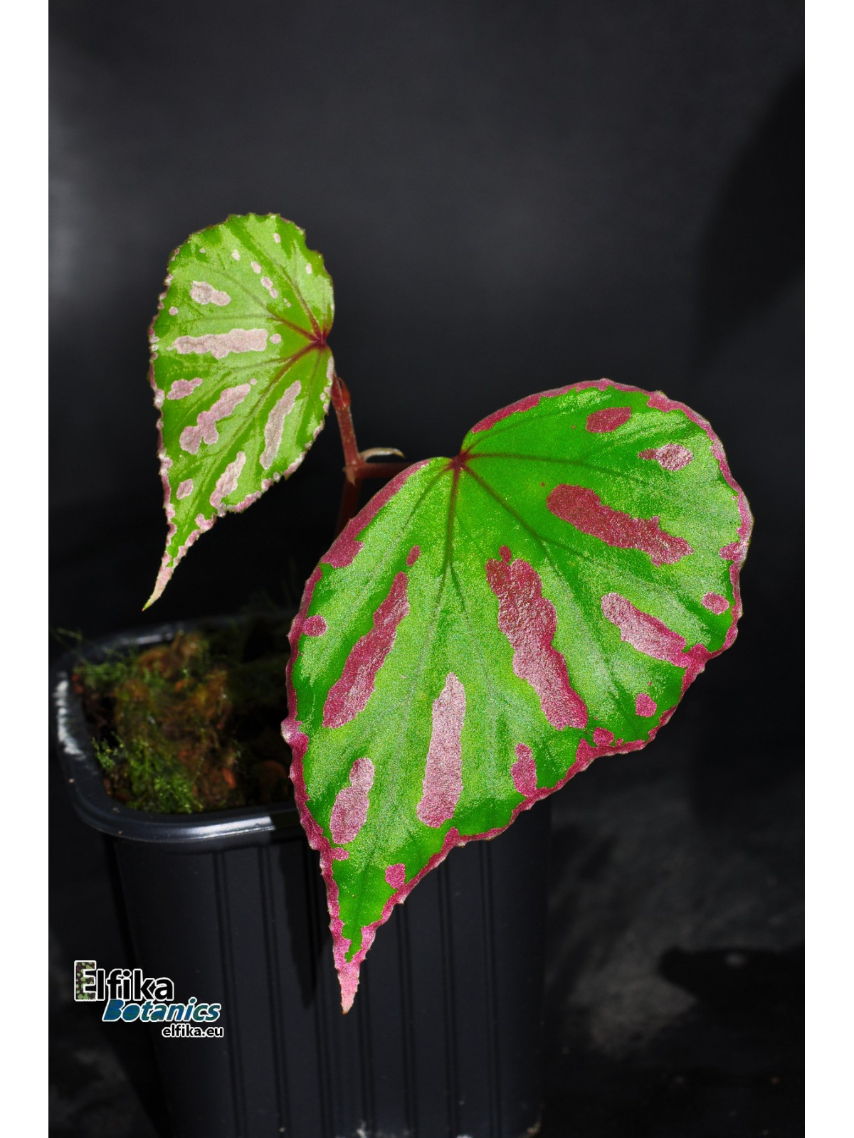 Begonia cf. roseopunctata Senai