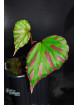 Begonia cf. roseopunctata Senai