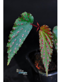 Begonia "EB Pink Eyes"