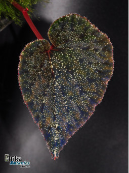 Begonia cf. curtisii Krabi