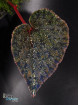 Begonia cf. curtisii Krabi