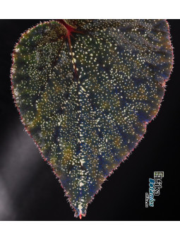 Begonia cf. curtisii Krabi