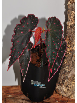 Begonia "Elfika Black Amda"