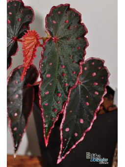 Begonia "Elfika Black Amda"