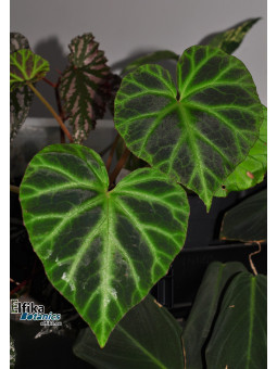 Begonia jubar (EBc1)