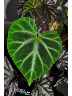Begonia jubar (EBc1)
