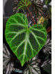 Begonia jubar (c.1)