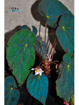Begonia "EB Photogenicus"