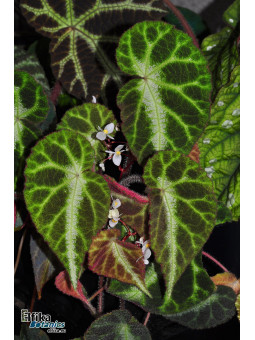 Begonia locii
