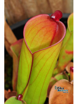 Heliamphora folliculata Kamarkawarai