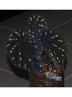 Begonia sp. cf. atricha Spotted