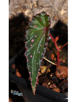 Begonia amphioxus x nothobaramensis