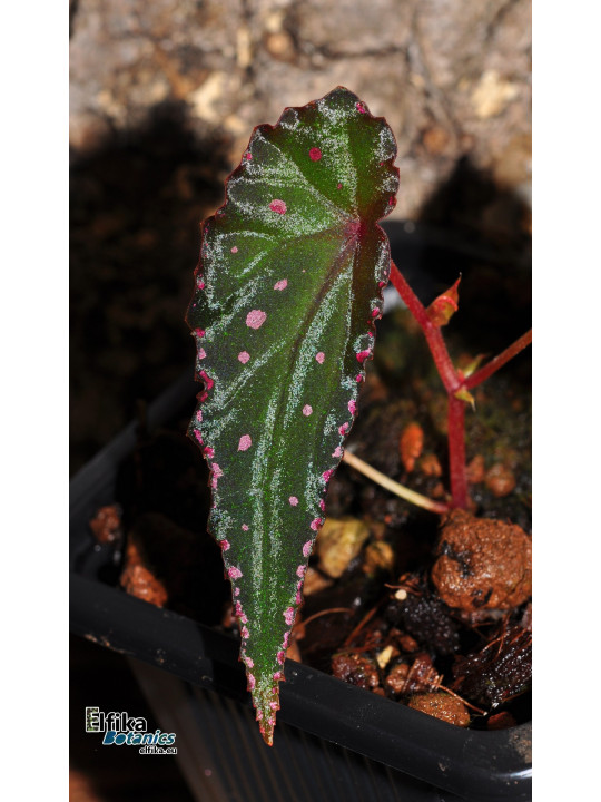 Begonia amphioxus x nothobaramensis